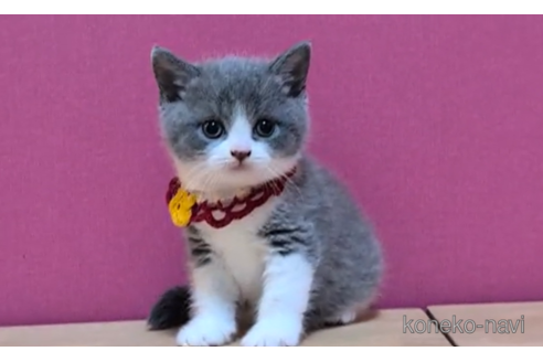 成約済の東京都のスコティッシュフォールド-101304の3枚目